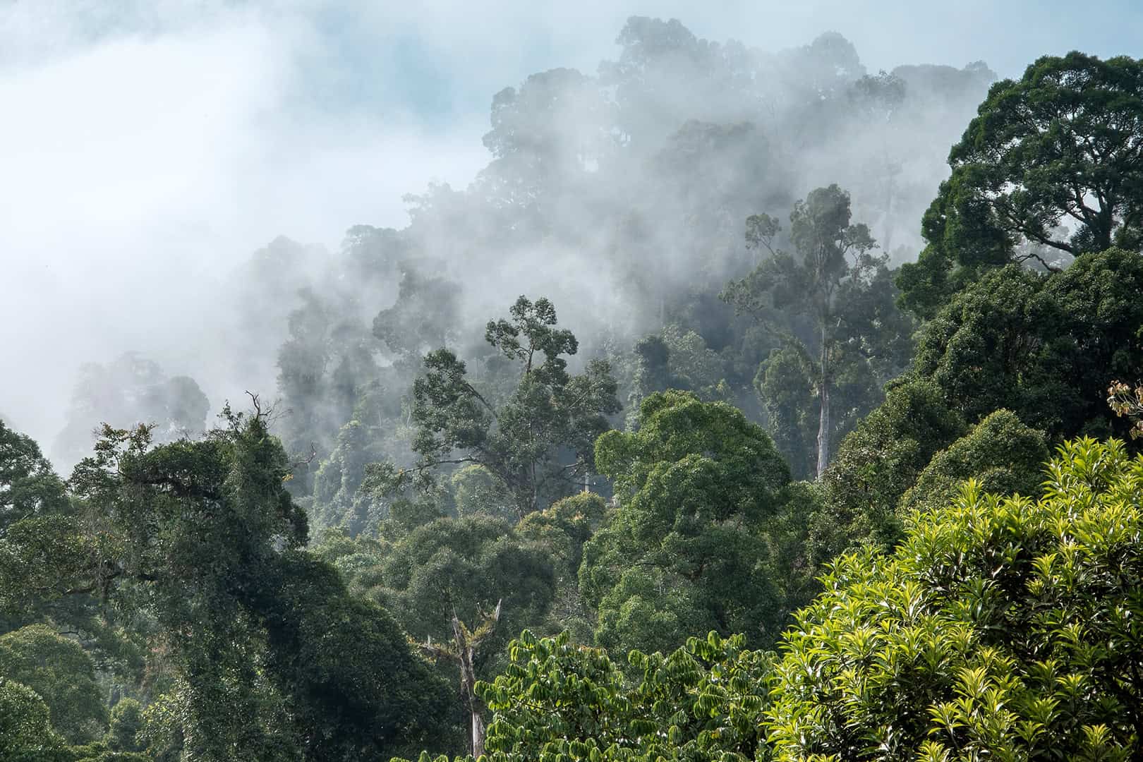 Danum Valley